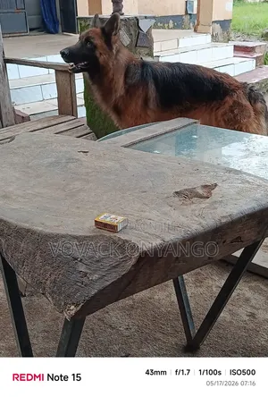 1+ year Male Purebred German Shepherd