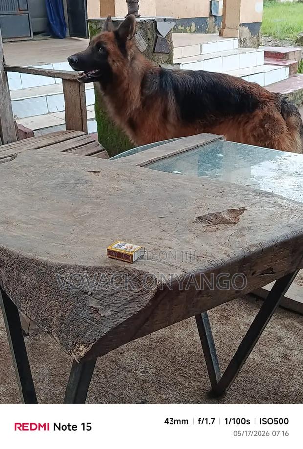 1+ year Male Purebred German Shepherd