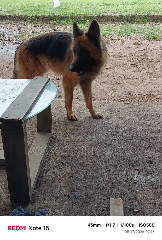 1+ year Male Purebred German Shepherd - thumbnail 2