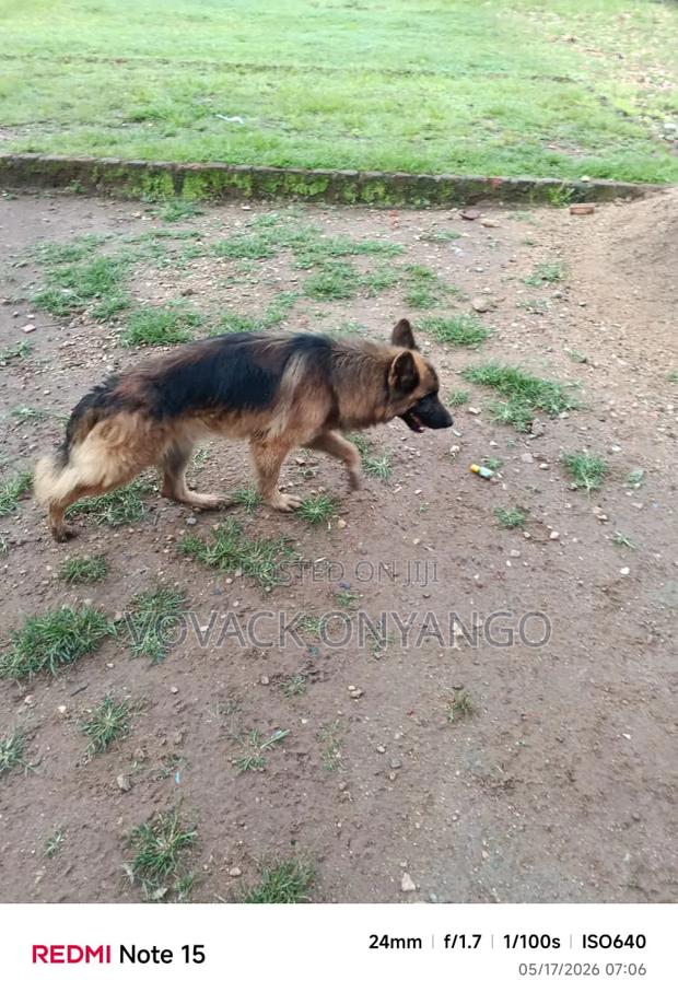 1+ year Male Purebred German Shepherd - thumbnail 3
