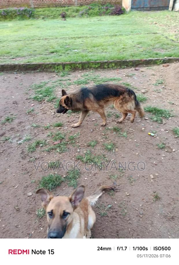 1+ year Male Purebred German Shepherd - thumbnail 4