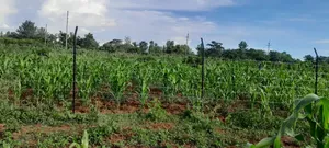 Land for Sale Near Ratiya Technical Institute