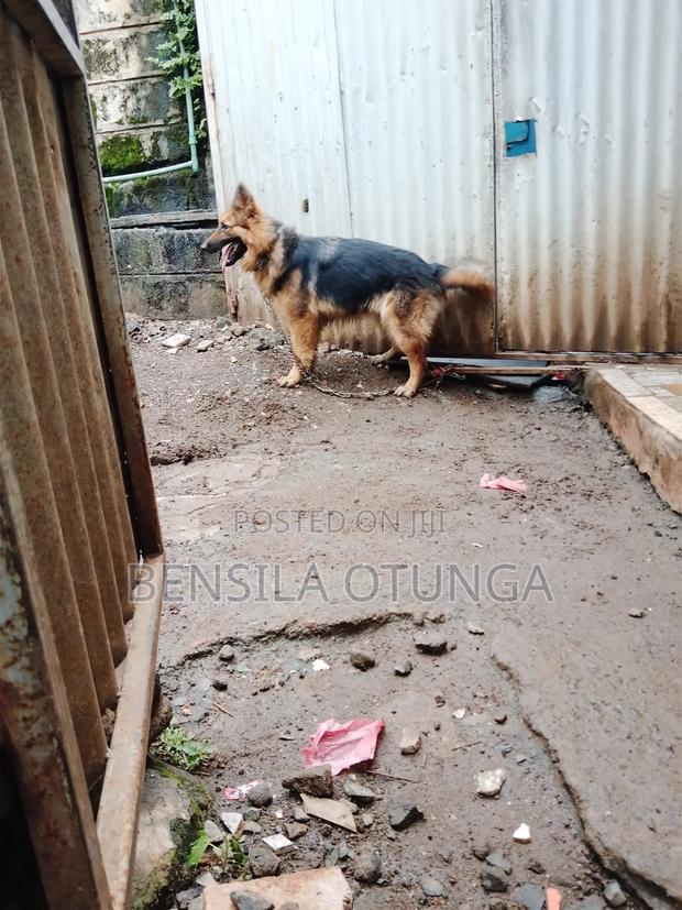 6-12 months Female Purebred German Shepherd - thumbnail 3