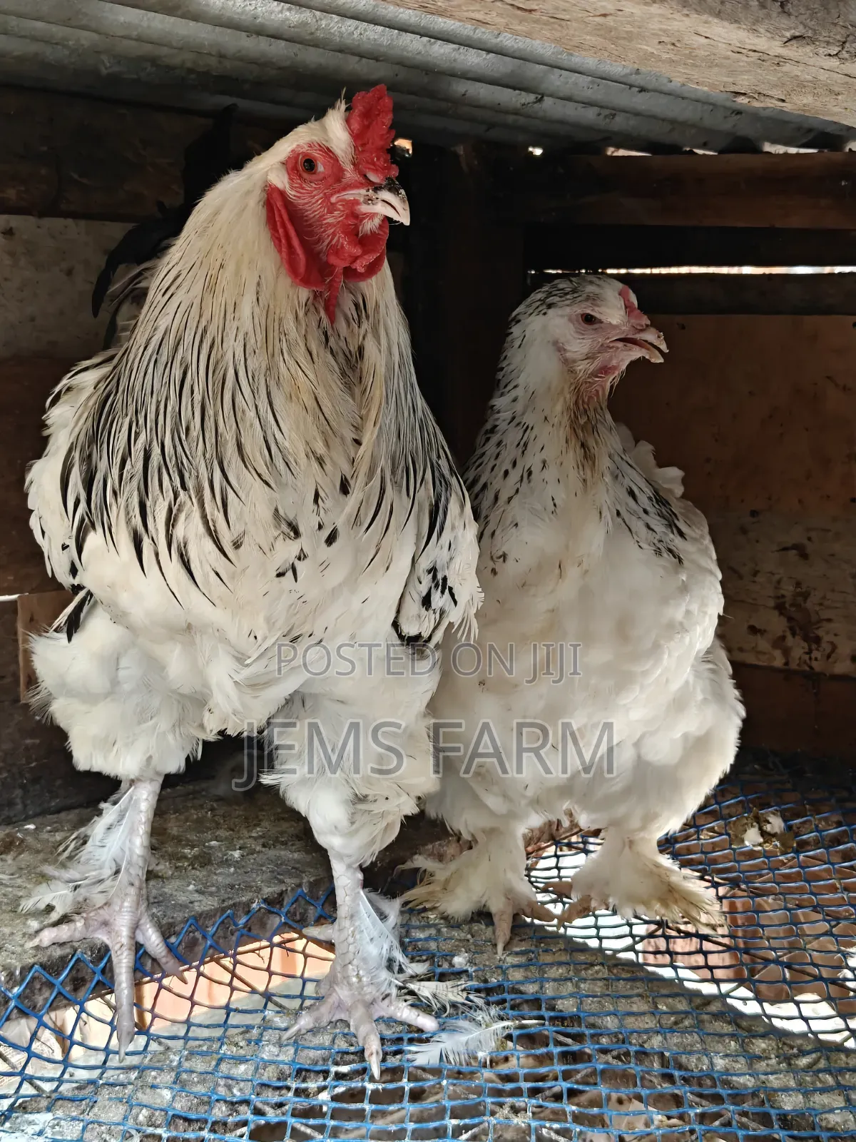 Mature Light Columbian Brahma Pair