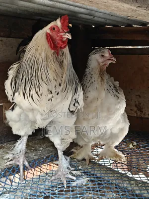 Mature Light Columbian Brahma Pair