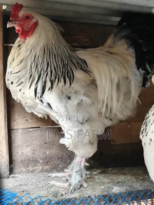 Mature Light Columbian Brahma Pair