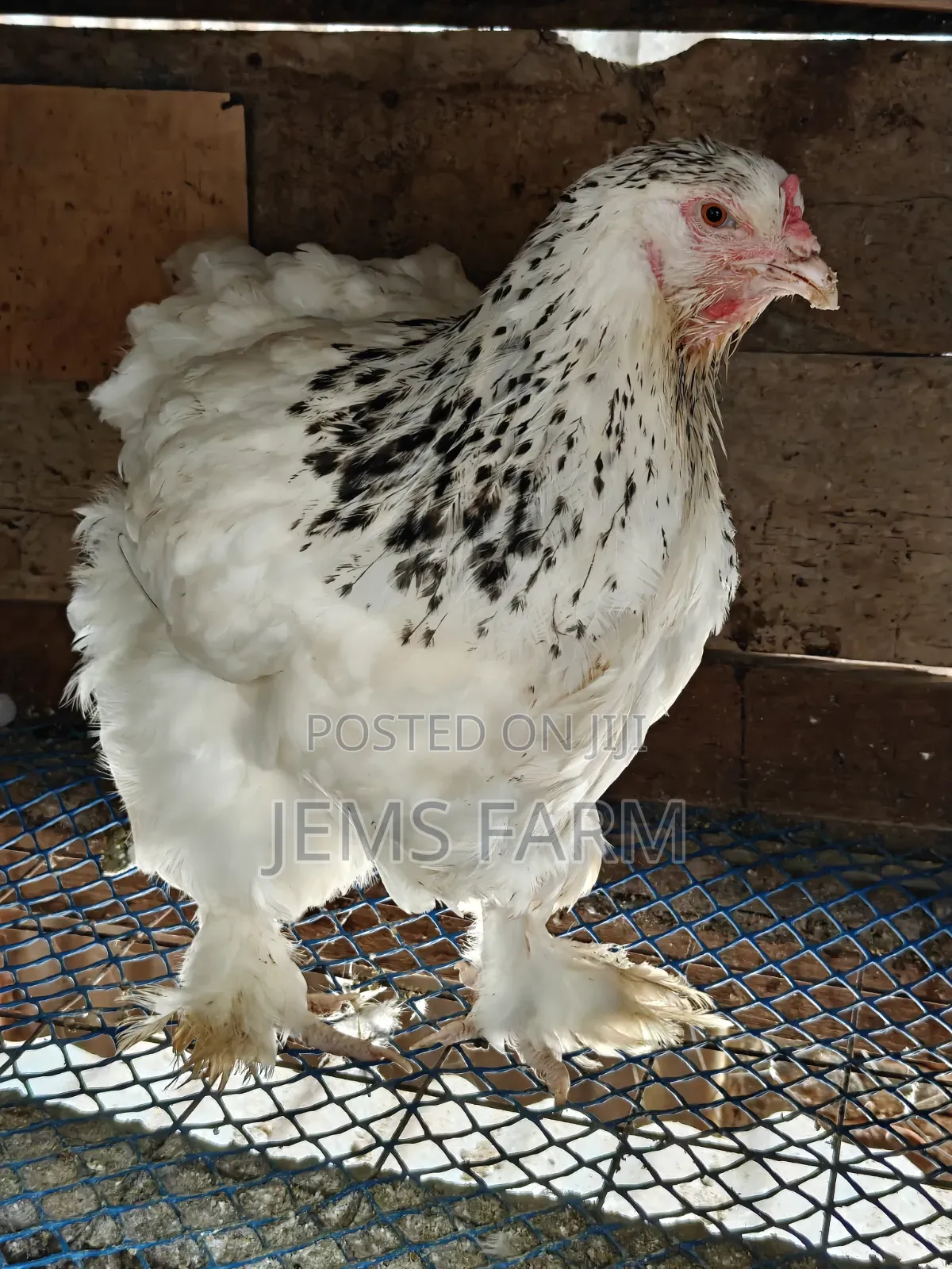 Mature Light Columbian Brahma Pair