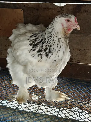 Mature Light Columbian Brahma Pair
