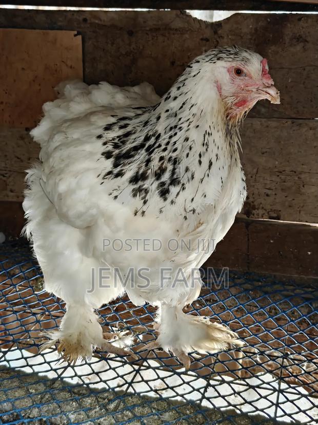 Mature Light Columbian Brahma Pair - thumbnail 3