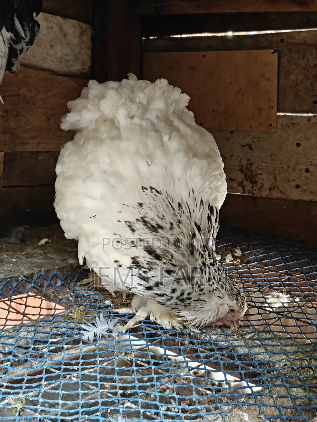 Mature Light Columbian Brahma Pair