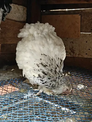 Mature Light Columbian Brahma Pair