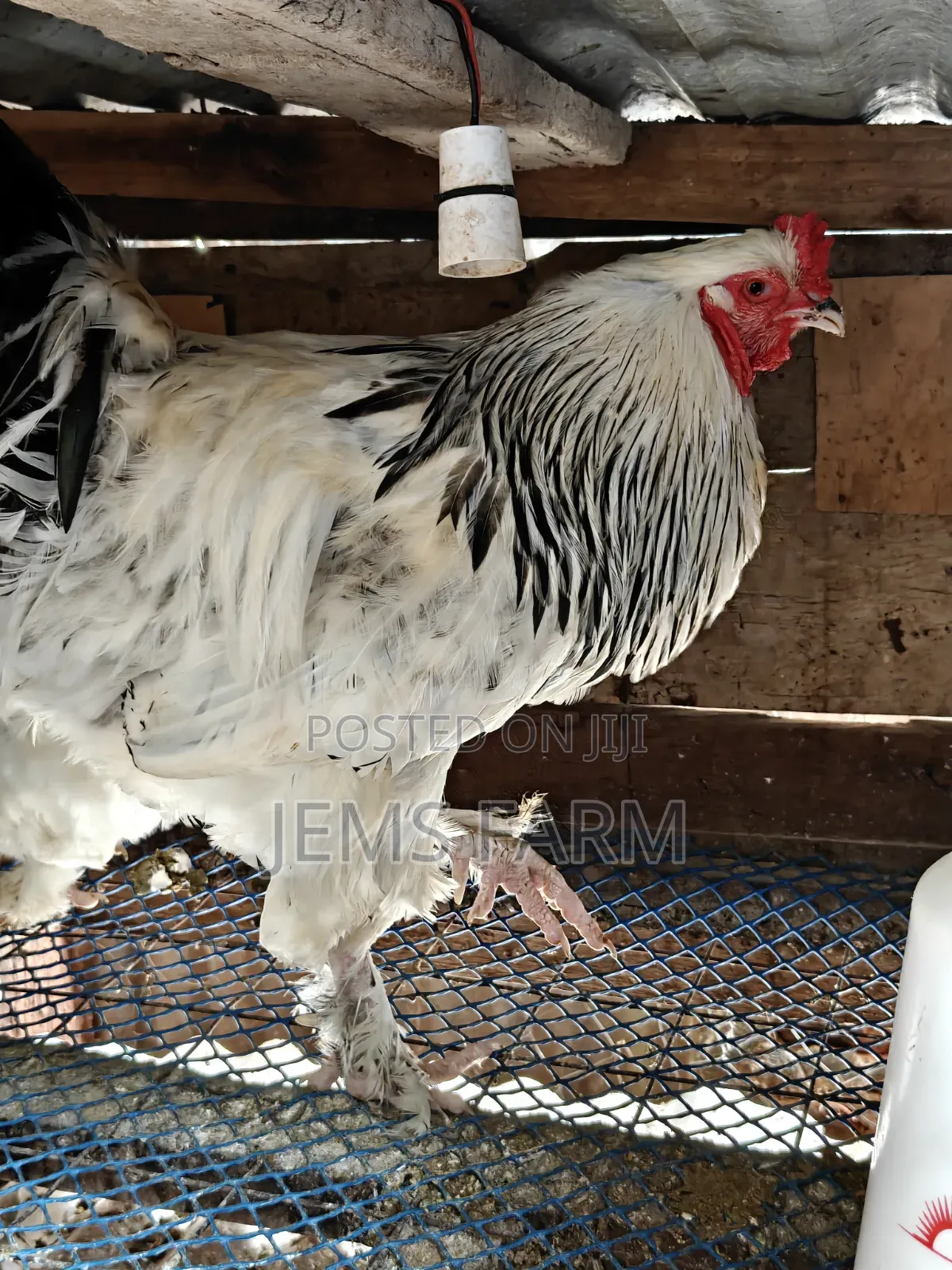 Mature Light Columbian Brahma Pair