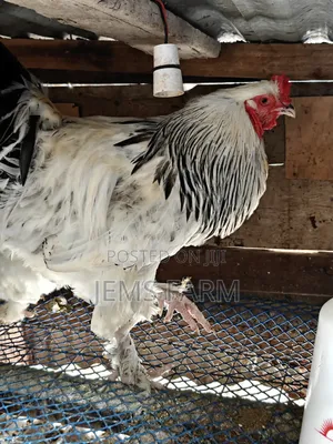 Mature Light Columbian Brahma Pair
