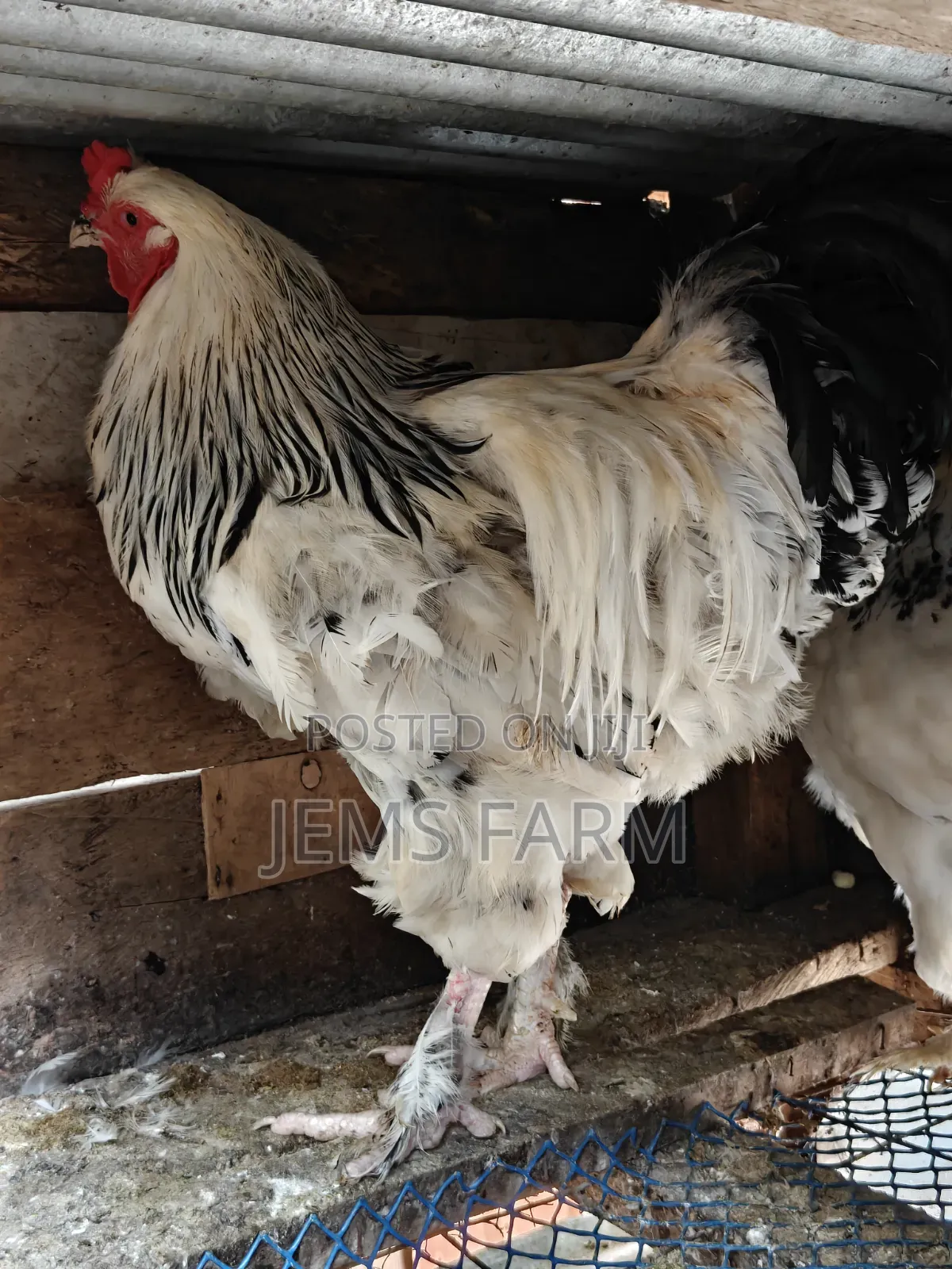 Mature Light Columbian Brahma Pair