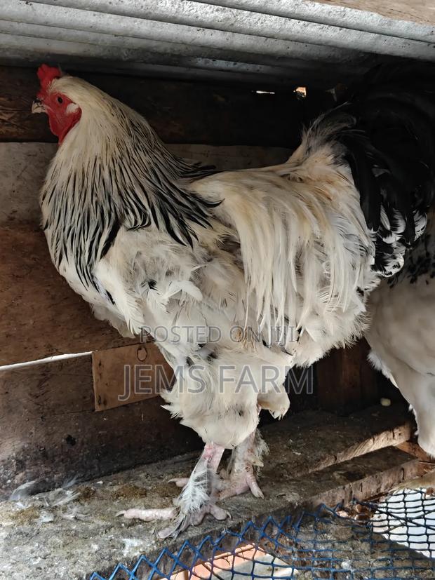 Mature Light Columbian Brahma Pair - thumbnail 6