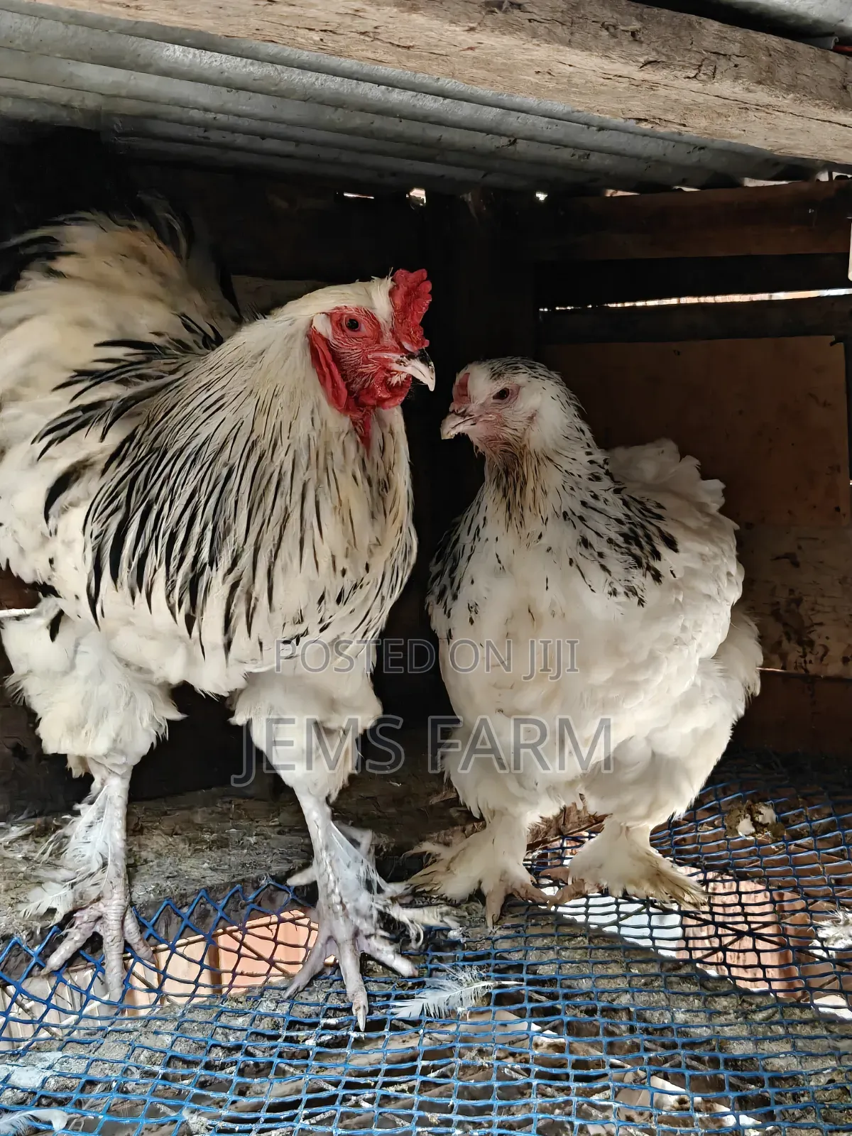 Mature Light Columbian Brahma Pair