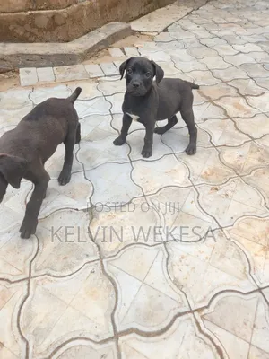 1-3 months Male Purebred Boerboel