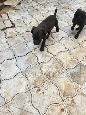 1-3 months Male Purebred Boerboel