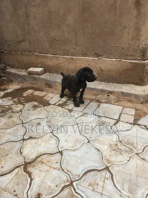 1-3 months Male Purebred Boerboel
