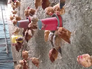 Improved Kienyeji Chicken