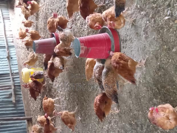 Improved Kienyeji Chicken