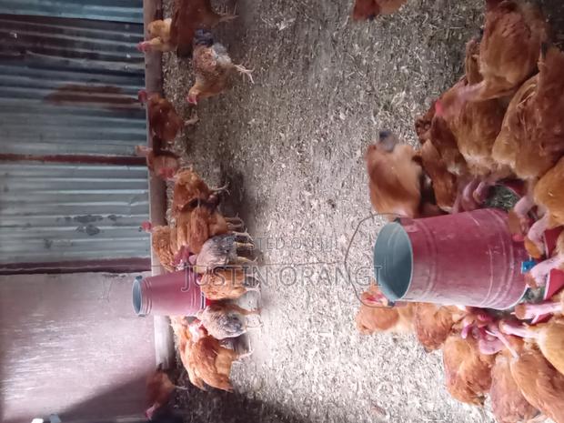 Improved Kienyeji Chicken - thumbnail 2