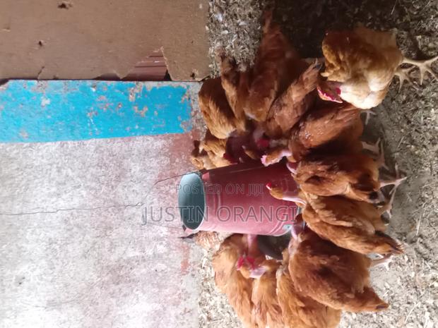 Improved Kienyeji Chicken - thumbnail 4