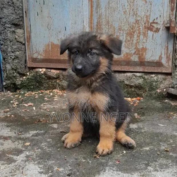 1-3 months Female Purebred German Shepherd