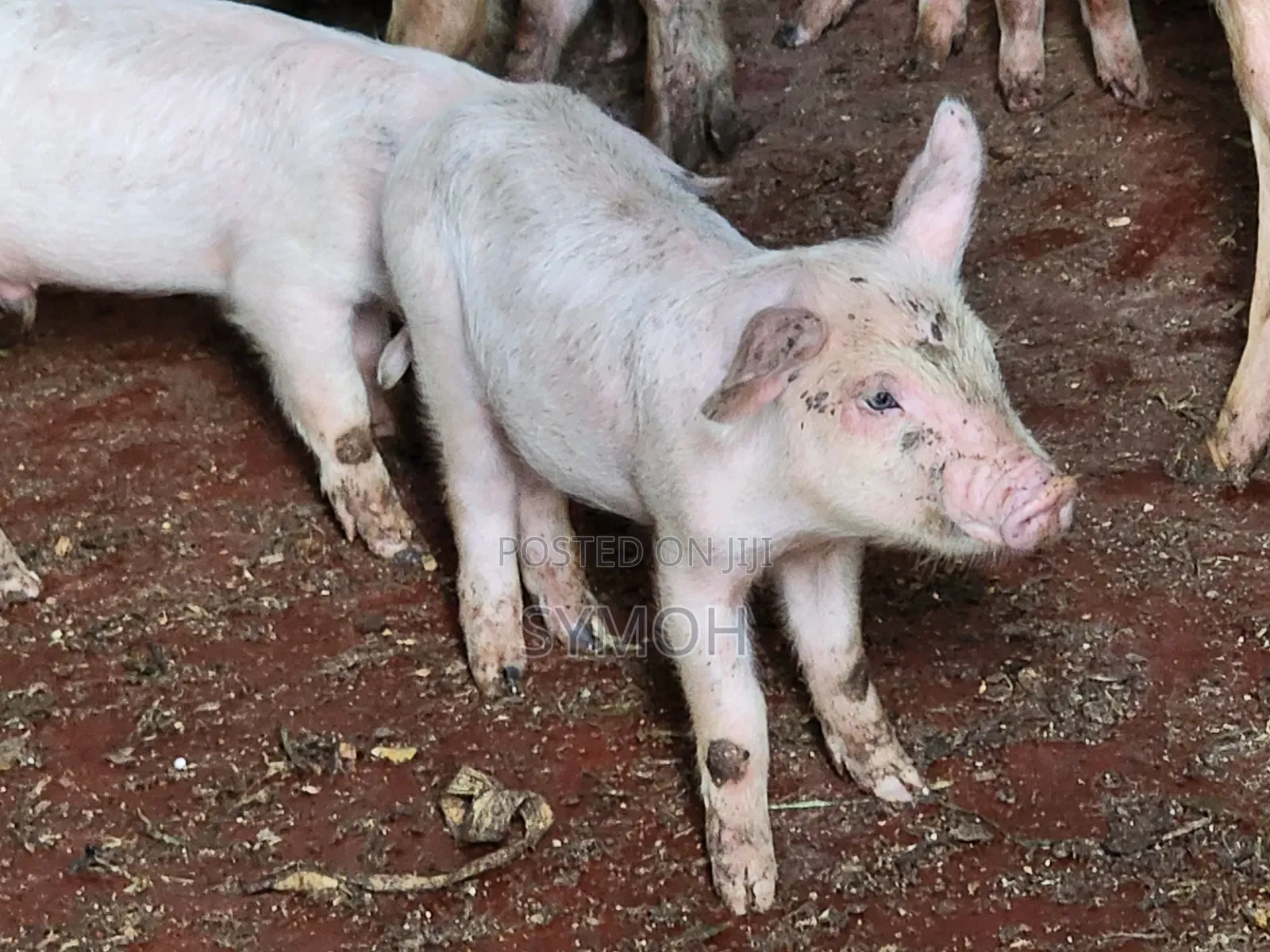 Large White Piglets