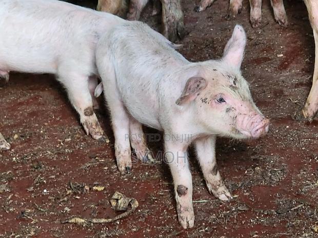 Large White Piglets