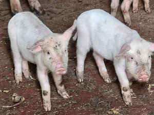Large White Piglets
