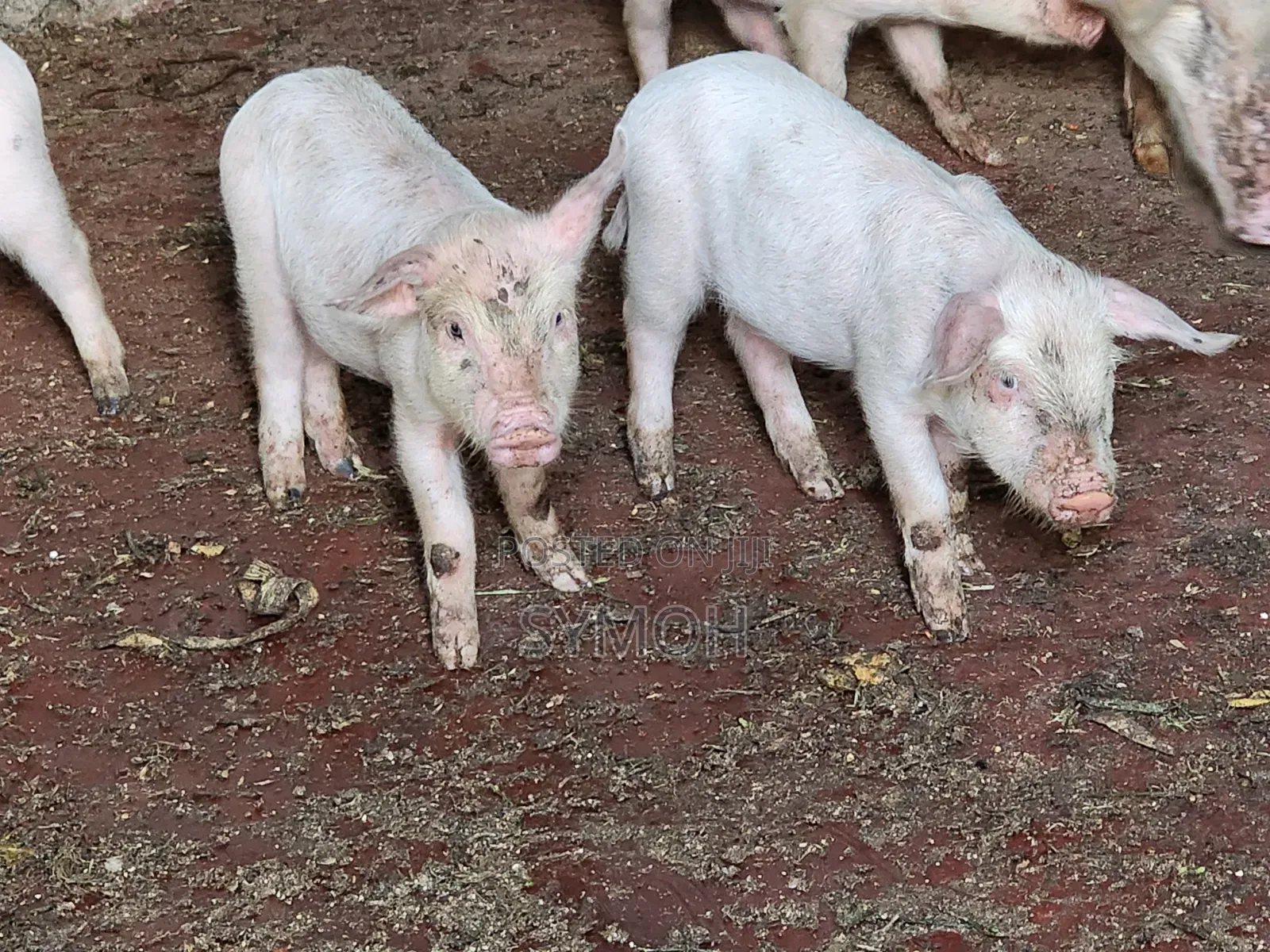 Large White Piglets