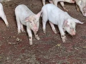 Large White Piglets