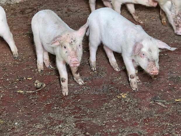 Large White Piglets - thumbnail 3