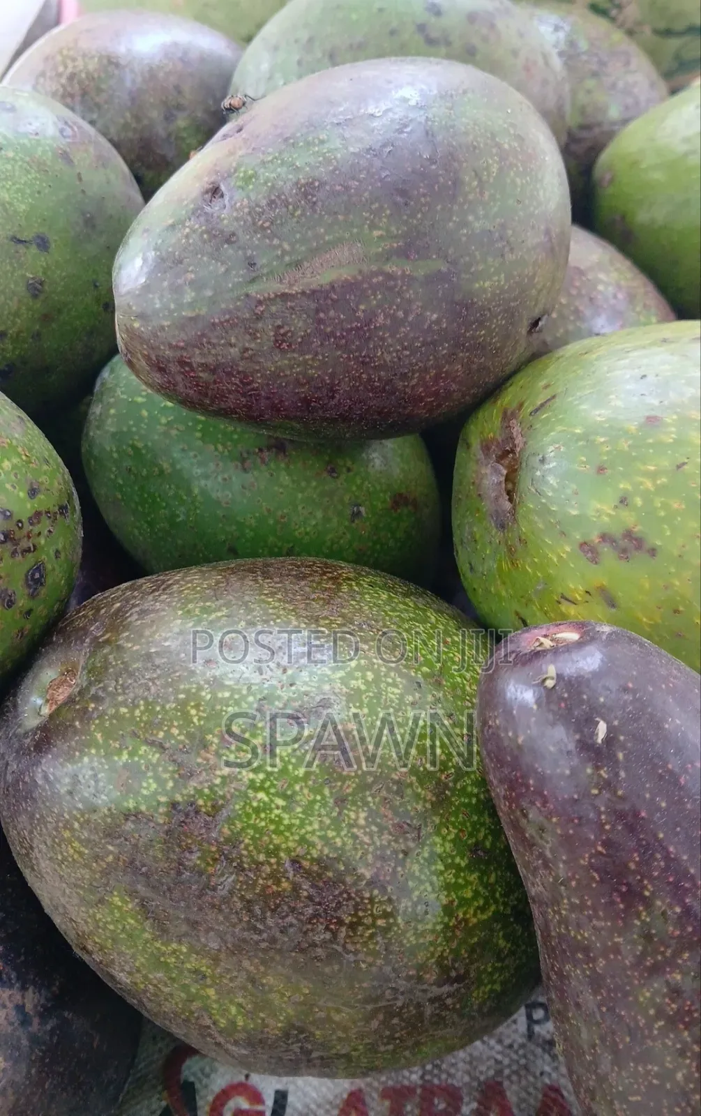 Pure Avocado
