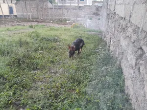 Dog Trainer