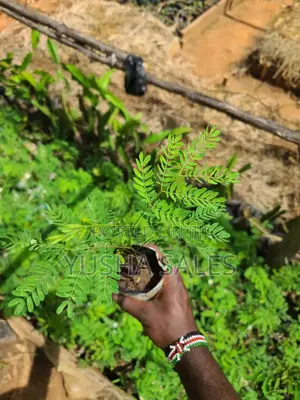 Calliandra Seedlings