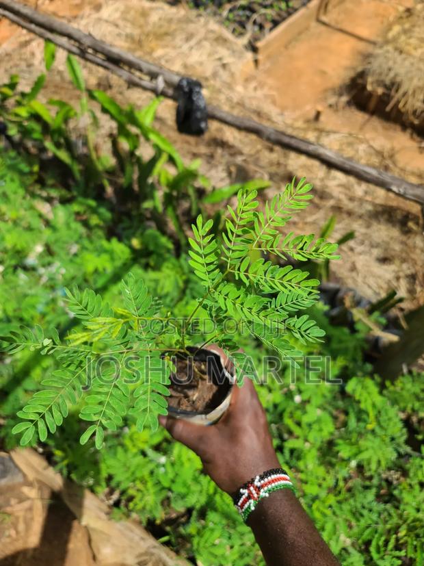 Calliandra Seedlings