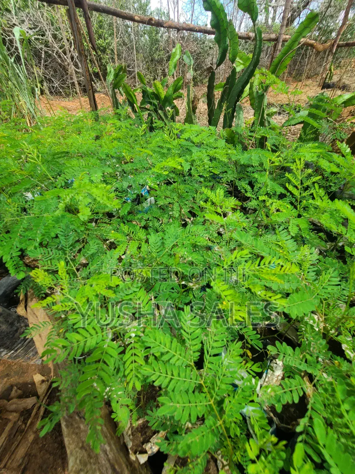 Calliandra Seedlings