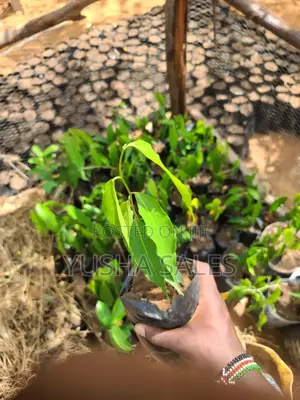 Ashoka Tree