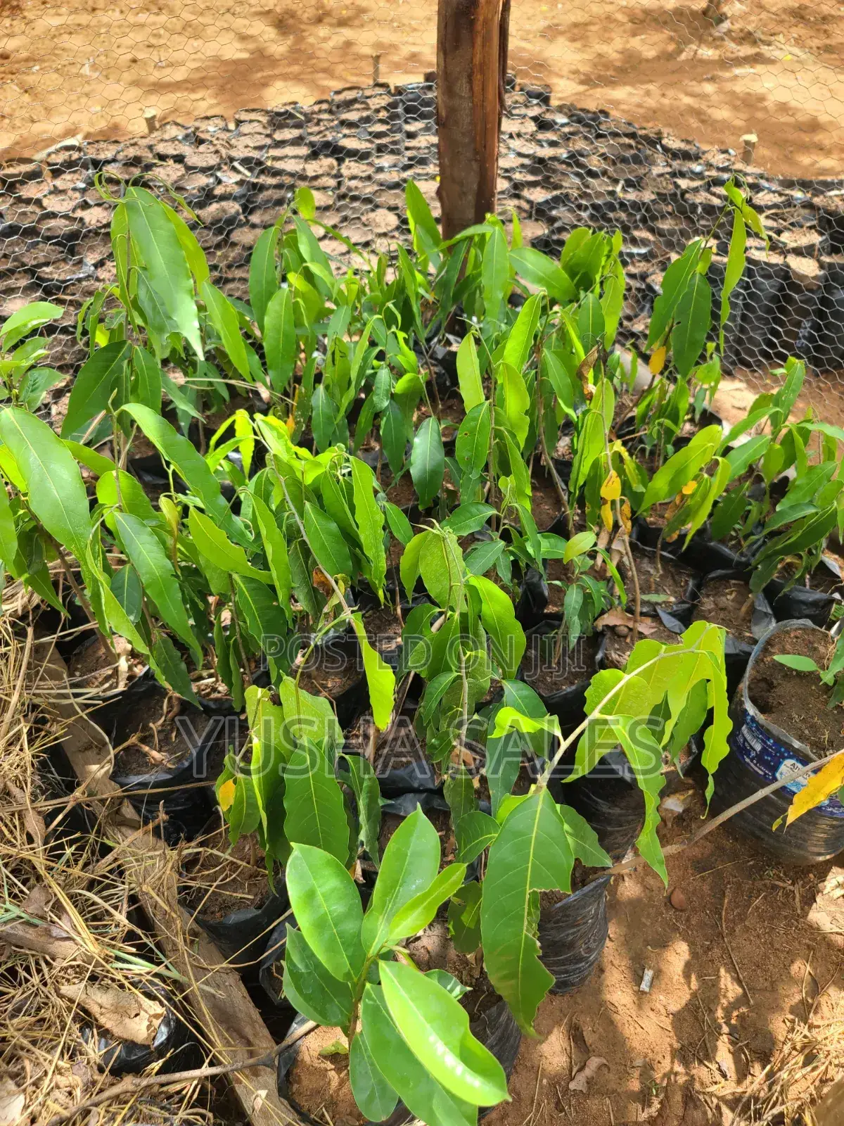 Ashoka Tree
