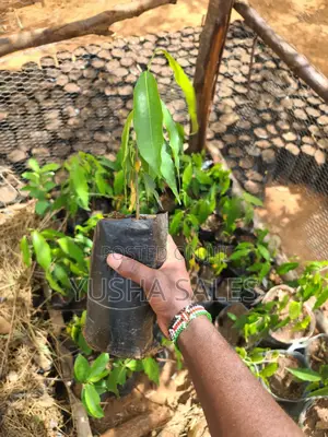 Ashoka Tree