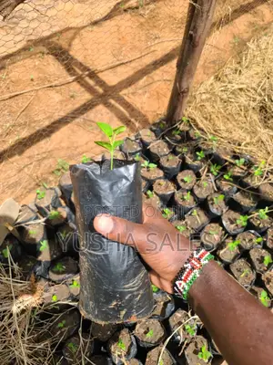 Lemon Seedlings