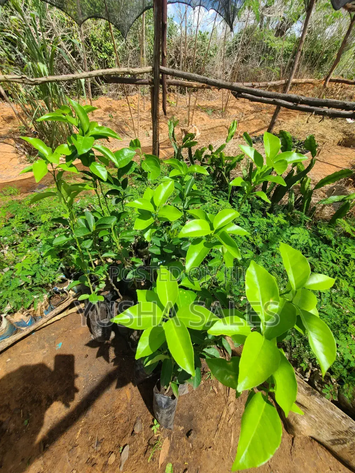 Lemon Seedlings
