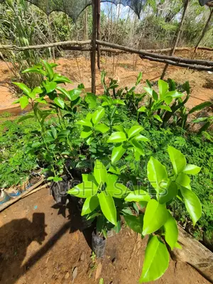 Lemon Seedlings