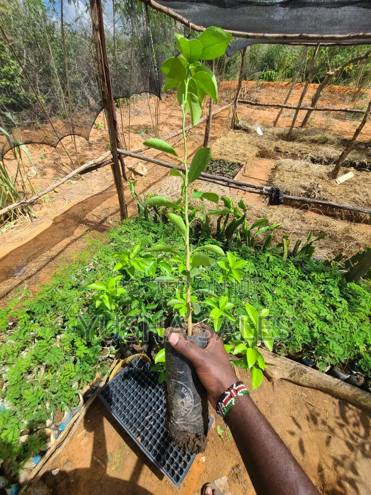Lemon Seedlings