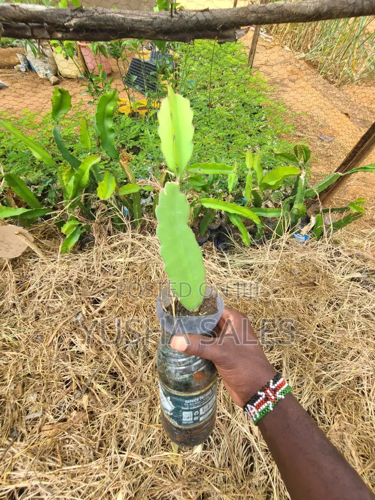 Dragon Fruit Seedlings