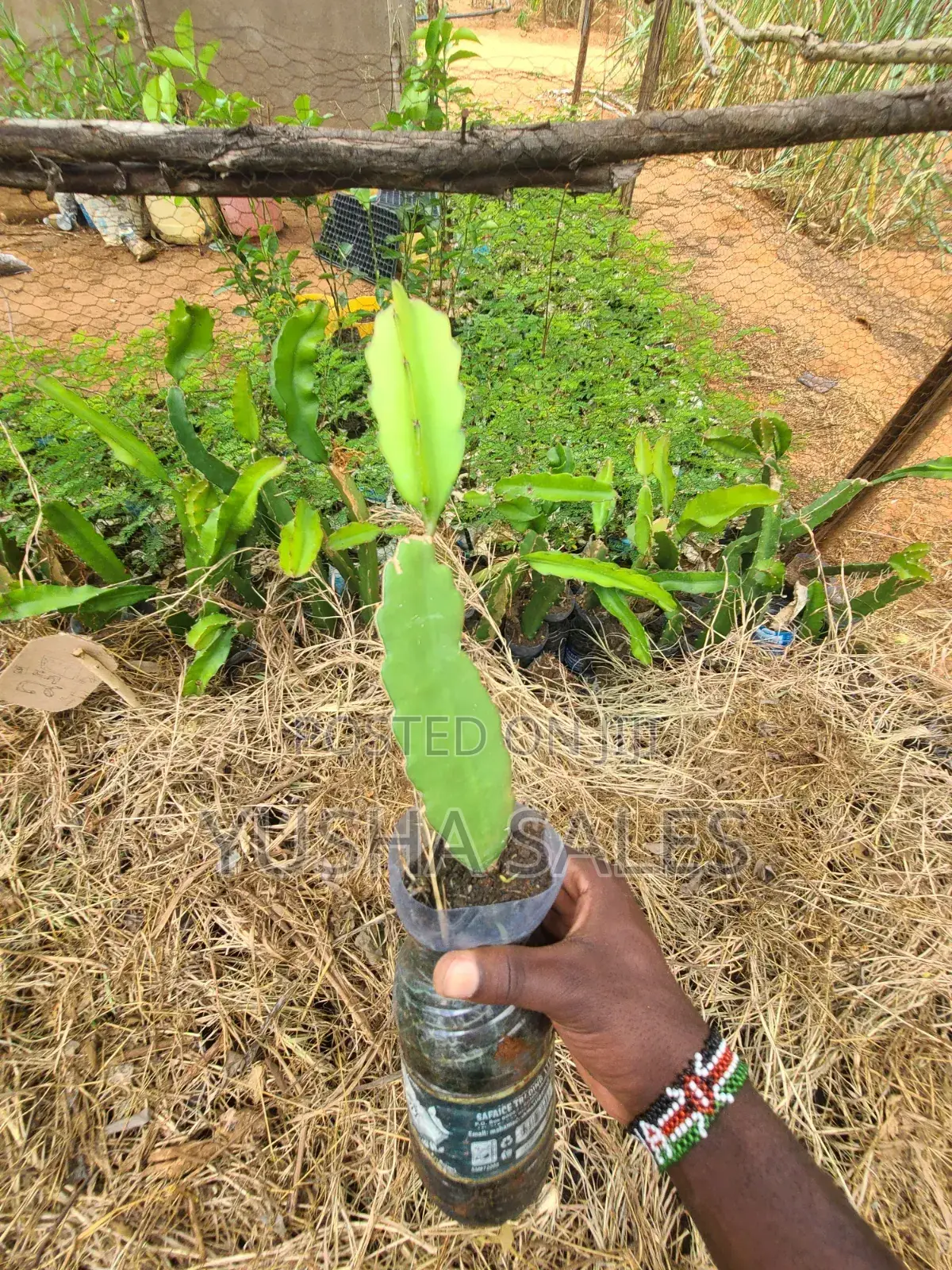 Dragon Fruit Seedlings