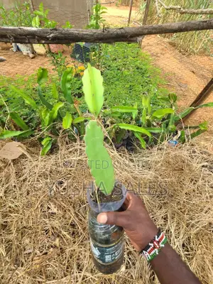 Dragon Fruit Seedlings