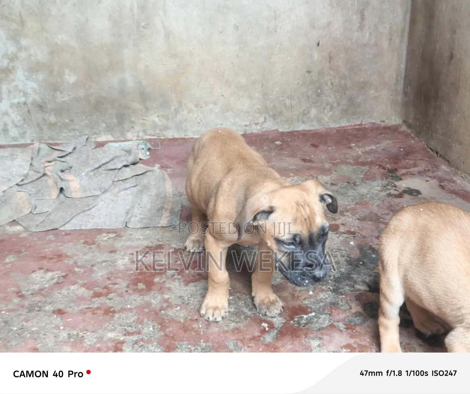 1-3 months Male Purebred Boerboel
